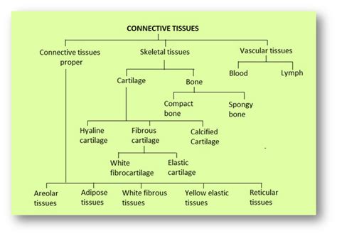 Top 113 + Define animal tissue and its types - Lifewithvernonhoward.com