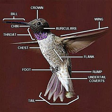 Parts of a Hummingbird - Anatomy Diagram | Ruby throated hummingbird, Annas hummingbird, Hummingbird