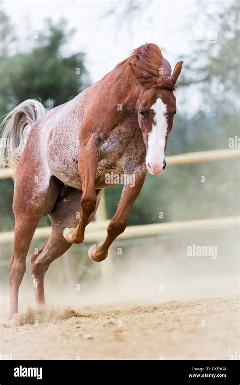 American Quarter Horse. Strawberry roan gelding bucking in a paddock. Italy Stock Photo - Alamy