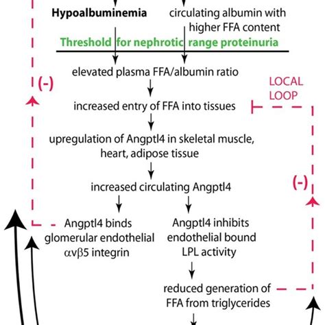 Sialic acid biosynthesis and recycling pathway. In humans, sialic acid ...