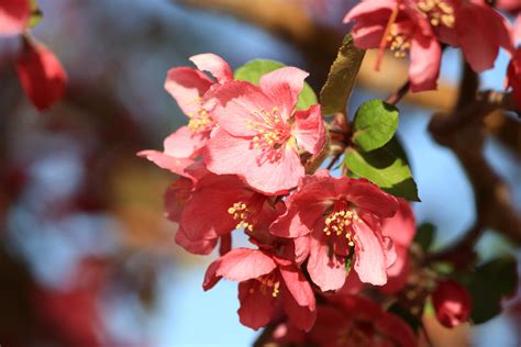 Free picture: red flowers, cherry tree, blossoms