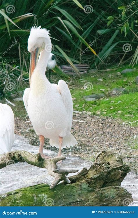 Great white pelican stock image. Image of eastern, white - 128465961