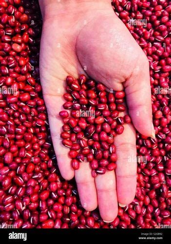 Red Gram Seed, For Agriculture at Rs 90/kg in Karimnagar | ID: 2851620801948