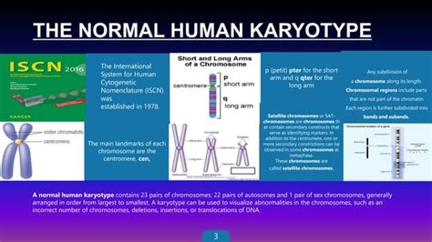 Cytogenetic Nomenclature & abbreviations | PPT