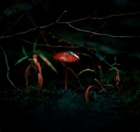 Photography - Forest Mushrooms - Library