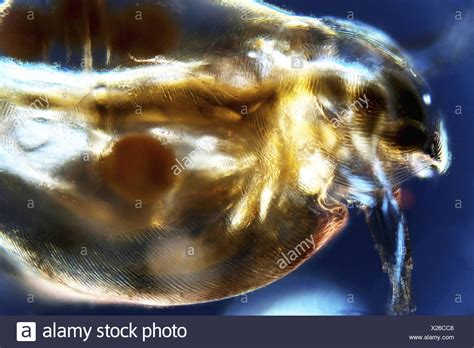 Magnified Flea High Resolution Stock Photography and Images - Alamy