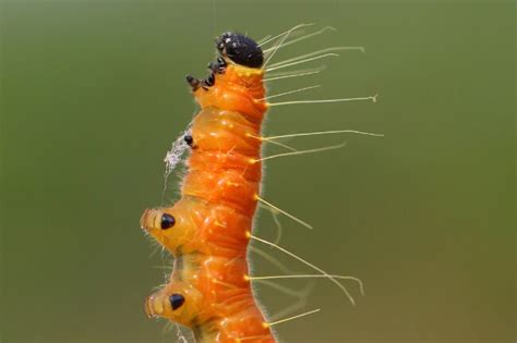 Caterpillar Breathing Explained (What Are Spiracles?)