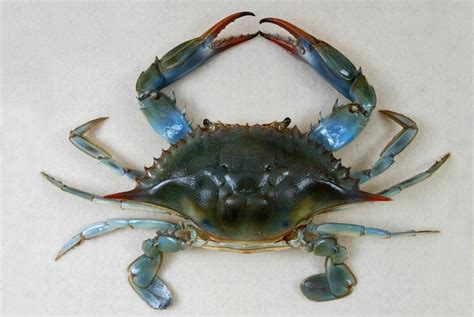 Blue Crab Callinectes sapidus