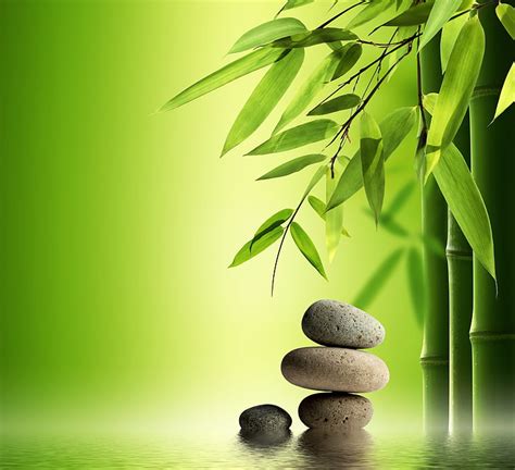 HD wallpaper: green bamboo tree and two birds painting, nature, plant ...