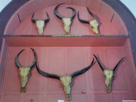 Buffalo skulls by SameerPrehistorica on DeviantArt