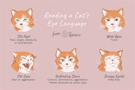 Reading the Eyes of Your Cat