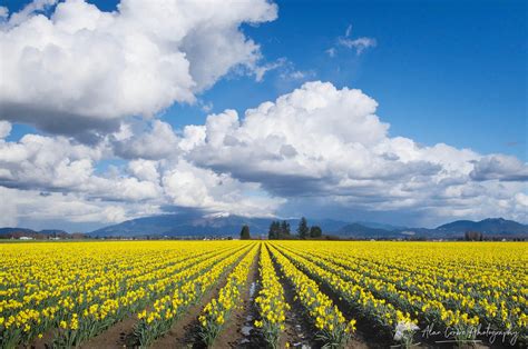 Skagit Valley Daffodil fields, Washington - Alan Crowe Photography