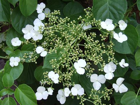 10 +Hydrangea Anomala petiolaris Vine Seeds - Climbing Hydrangea - Seeds & Bulbs