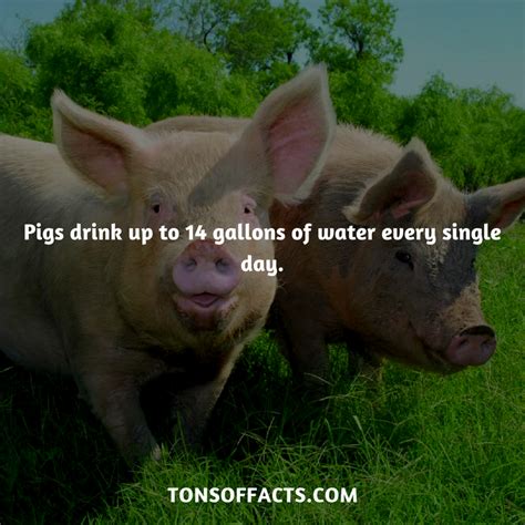 Pigs drink up to 14 gallons of water every single day. #pig #pigs #animals #interesting #facts # ...