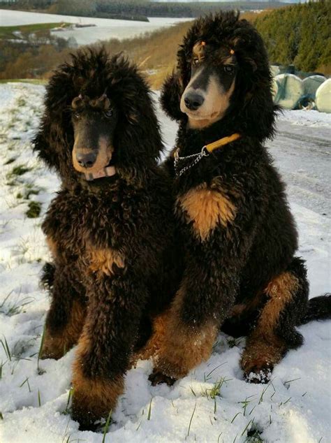 Pin by Barbara Antoci on Poodles | Standard poodle, Phantom poodle ...