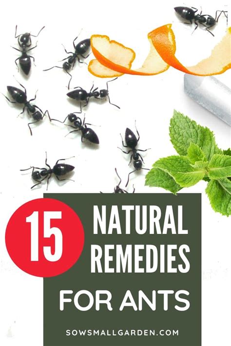 15 Natural Remedies for Ants: Effective Solutions for Pest Control • Sow Small Garden