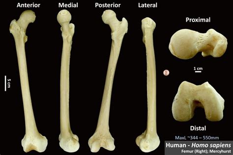 Human Femur – OsteoID Bone Identification