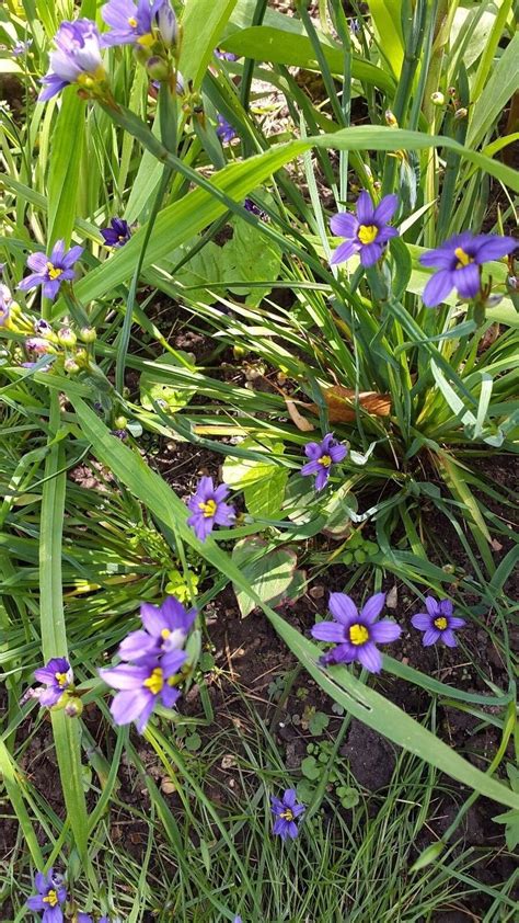 Sisyrinchium angustifolium - Blue Eyed Grass - Perennial x 50 SEEDS | eBay