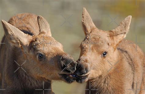 "Moose Babies" by Dyle Warren | Redbubble