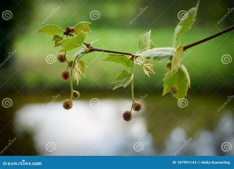 Leaves and Fruits of a Plane Tree Stock Image - Image of forest, close: 187991143