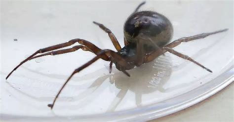 Spider mating season will see these creepy crawlies invade your home - Cornwall Live