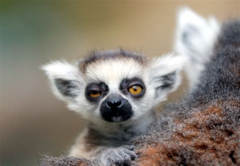 Baby Ring tailed lemur | Baby Ring tailed lemur @ everland.k… | Flickr