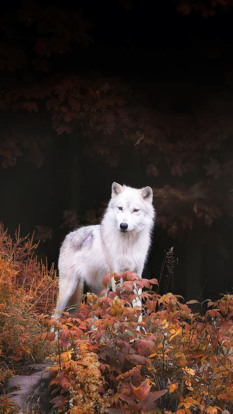 White Wolf Autumn Forest 4K #1280e Wallpaper PC Desktop