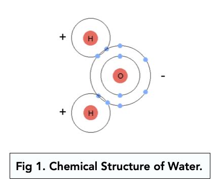 Structure of Water (A-level Biology) - Study Mind