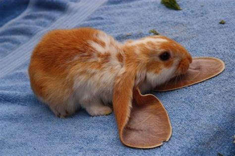 English Lop Rabbit: Facts, Temperament, and Care, with Pictures