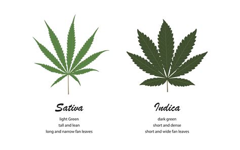 Indica vs. Sativa: How