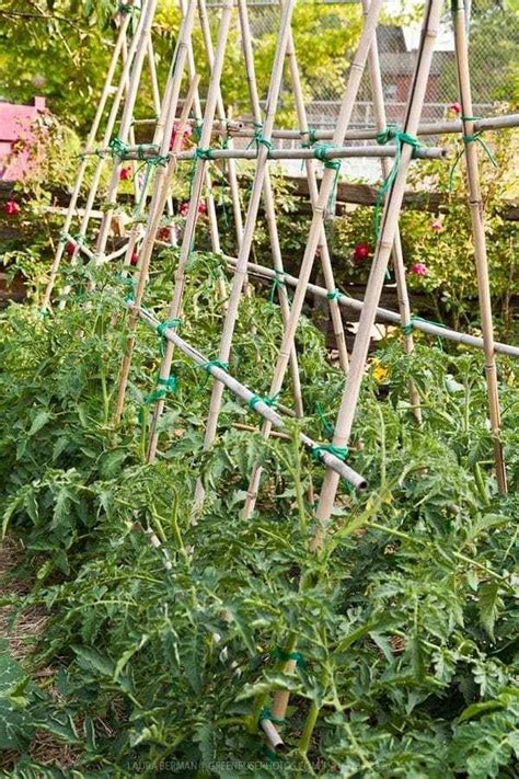 34 Best tomato support ideas for better yield | My desired home | Tomato plants support, Bamboo ...
