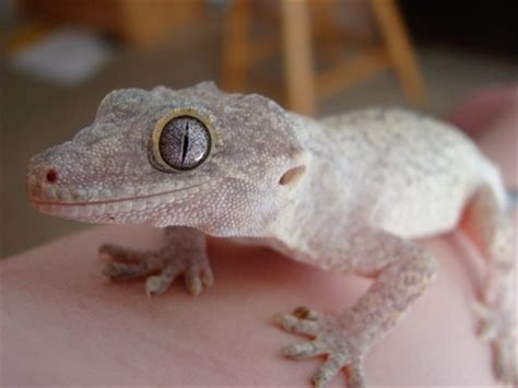 Gargoyle Gecko Facts and Pictures | Reptile Fact