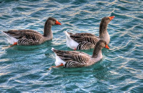 Geese Swimming Free Stock Photo - Public Domain Pictures