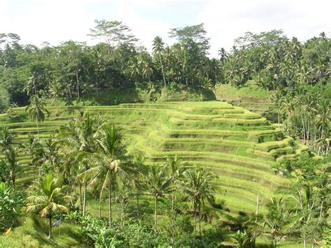 Rice terraces near Ubud, Bali, Indonesia Rice Terraces, Ubud, Treasures ...