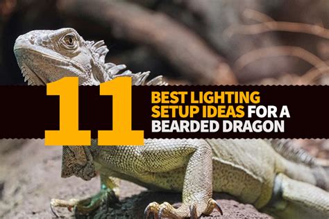 11 Best Lights & Heat Lamps for Bearded Dragons - Bearded Dragon Guru