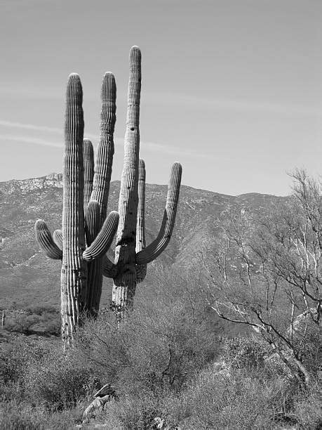 Saguaro Cactus Black And White Stock Photos, Pictures & Royalty-Free Images - iStock