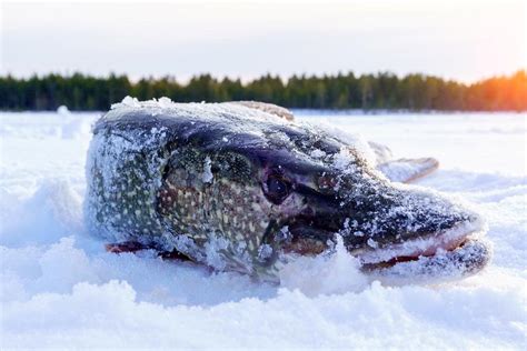 Ice Fishing Alaska | D&G Charters