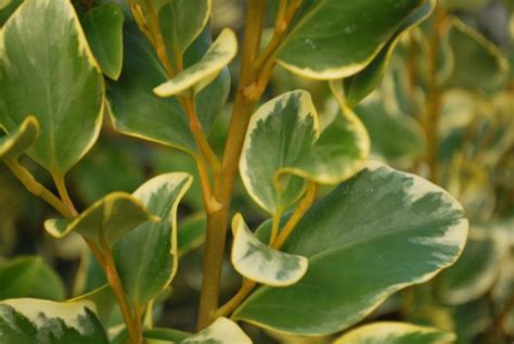 Griselinia Littoralis 'Variegata' | Emerald Plants