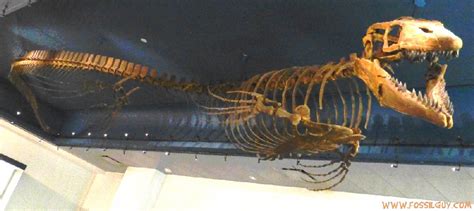 mosasaurus fossil - Google Search