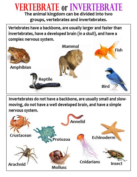 Classifying Vertebrates Anchor Chart Vertebrates And Invertebrates | Porn Sex Picture