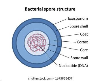 1,838 Bacterial Spores Images, Stock Photos & Vectors | Shutterstock