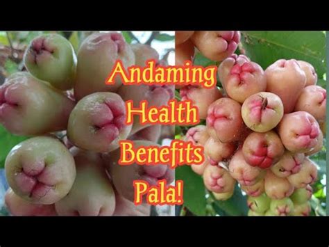 Ano Ang mga Health Benefits Ng Makopa or Rose Apple or Tambis? | Makopa ...