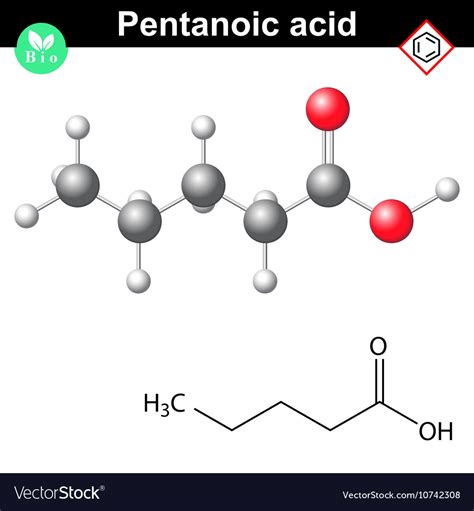 Valeric acid molecular model and chemical Vector Image