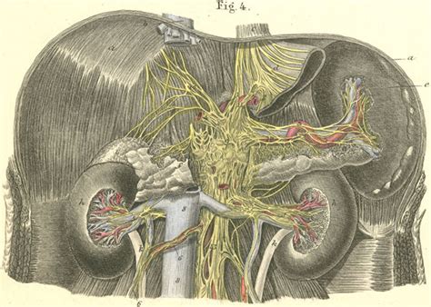 The celiac (s. solar) plexus with surrounding organs