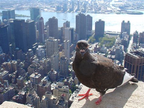 File:Feral pigeon -Empire State Building, New York City, USA-31Aug2008c.jpg - Wikimedia Commons