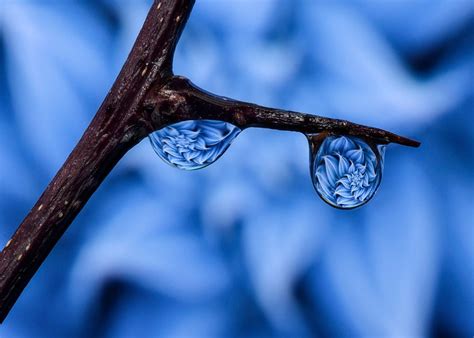 macro-photography-rain-drop | Beautiful macro photography, Macro photography examples, Macro ...