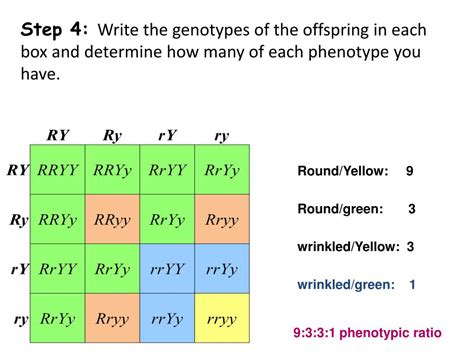 Ppt How To Do A Dihybrid Cross Using A Punnett Square Powerpoint | The Best Porn Website