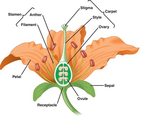 Parts Of A Stamen Diagram How To Identify Six Plant Families