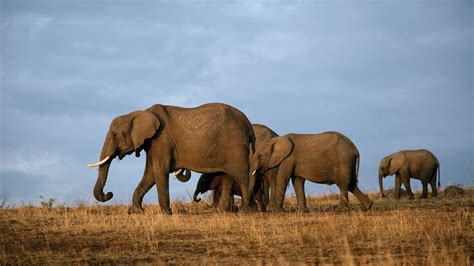 Tsavo East National Park - Kenya national parks, kenya safari