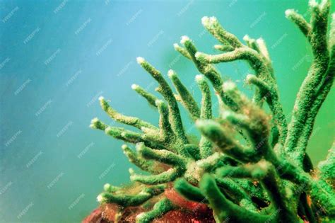 Premium Photo | Freshwater sponge (spongilla lacustris) spongillidae freshwater underwater